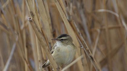 Kındıra kamışçını