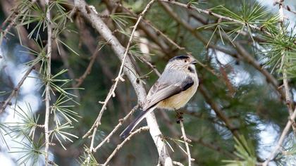 Uzunkuyruklu baştankara