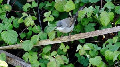 Akgerdanlı ötleğen