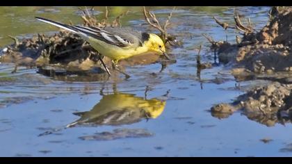 Sarıbaşlı kuyruksallayan