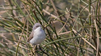 Küçük akgerdanlı ötleğen