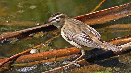 Kındıra kamışçını
