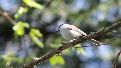 Kayın baştankarası