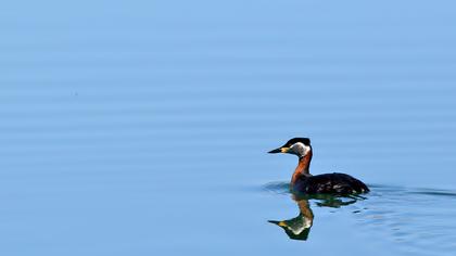 Kızılboyunlu batağan