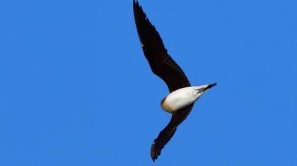 Karakanatlı bataklıkkırlangıcı