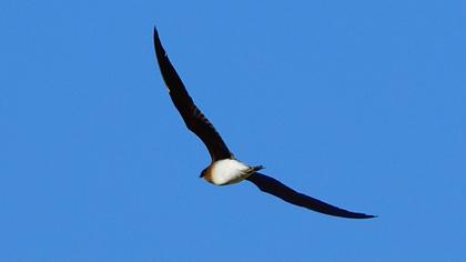 Karakanatlı bataklıkkırlangıcı