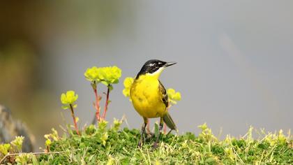 Sarı kuyruksallayan
