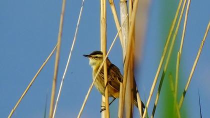 Bıyıklı kamışçın
