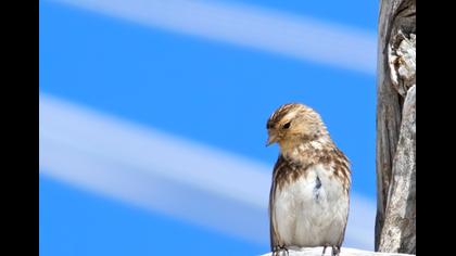 Sarıgagalı ketenkuşu