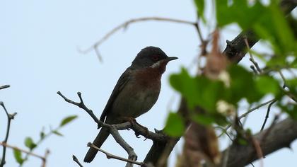 Bıyıklı ötleğen