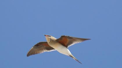 Bataklıkkırlangıcı