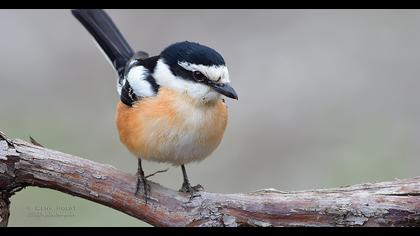 Maskeli örümcekkuşu