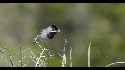 Karaboğazlı ötleğen