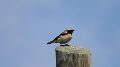 Karakulaklı kuyrukkakan