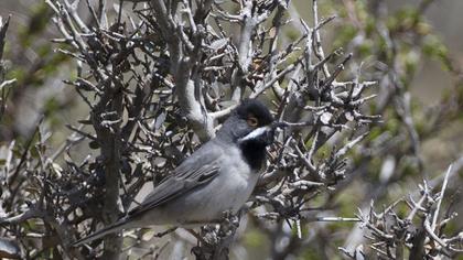 Karaboğazlı ötleğen