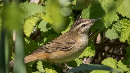 Kındıra kamışçını