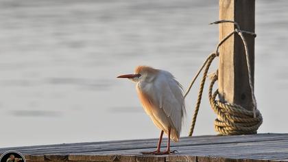 Sığır balıkçılı