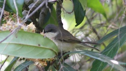 Küçük akgerdanlı ötleğen