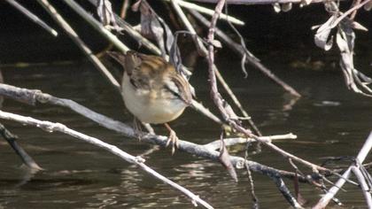 Kındıra kamışçını