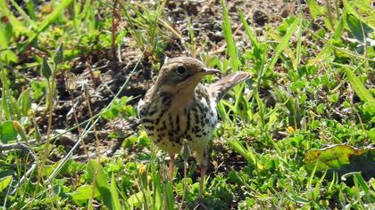 Kızılgerdanlı incirkuşu