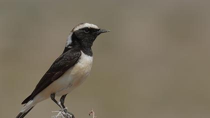 Kıbrıs kuyrukkakanı