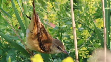 Büyük kamışçın
