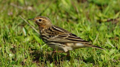 Kızılgerdanlı incirkuşu