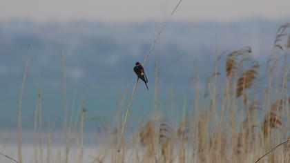 Kızıl kırlangıç