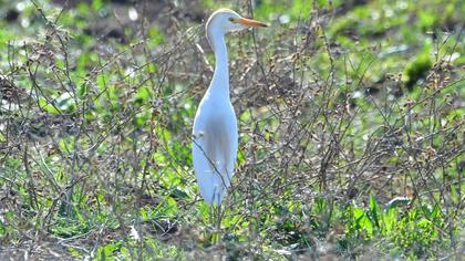 Sığır balıkçılı