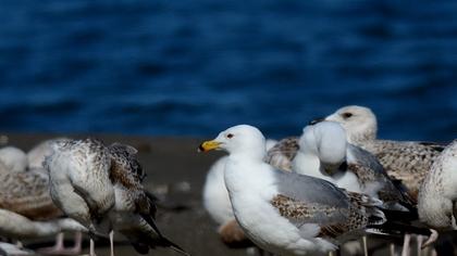 Van gölü martısı