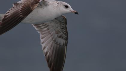 Küçük gümüş martı