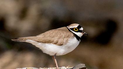 Halkalı küçük cılıbıt