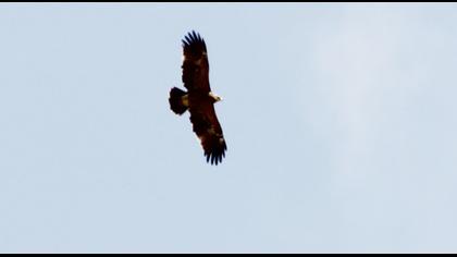 Küçük orman kartalı