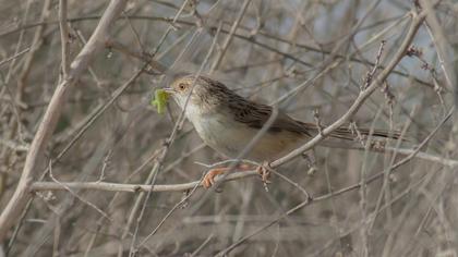 Dikkuyruklu ötleğen