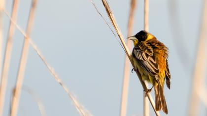 Karabaşlı kirazkuşu