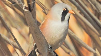 Bıyıklı baştankara
