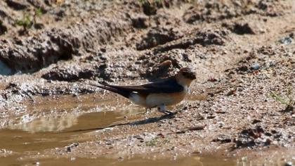 Kızıl kırlangıç