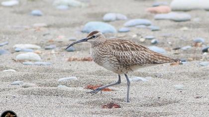 Sürmeli kervançulluğu