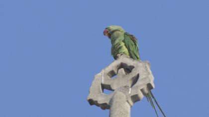 İskender papağanı