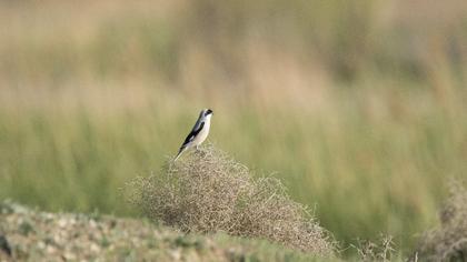 Karaalınlı örümcekkuşu