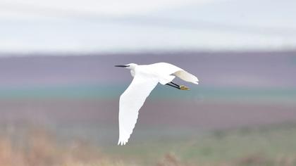 Küçük ak balıkçıl