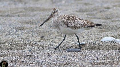 Kıyı çamurçulluğu