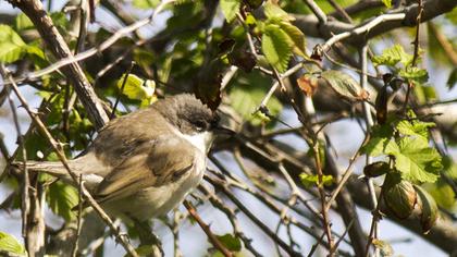 Küçük akgerdanlı ötleğen
