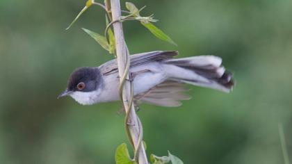 Pembegöğüslü ötleğen