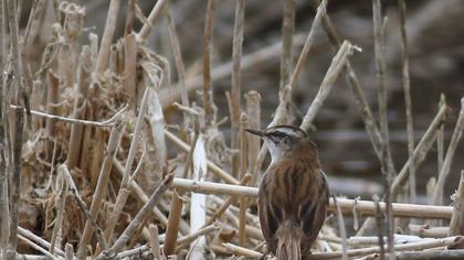 Bıyıklı kamışçın