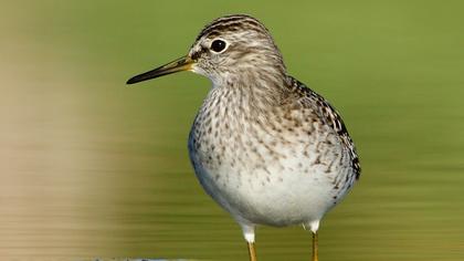 Orman düdükçünü