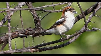 Kızılbaşlı örümcekkuşu