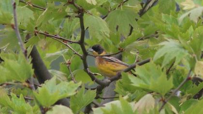 Karabaşlı kirazkuşu