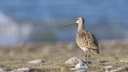 Kıyı çamurçulluğu