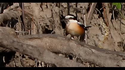 Maskeli örümcekkuşu